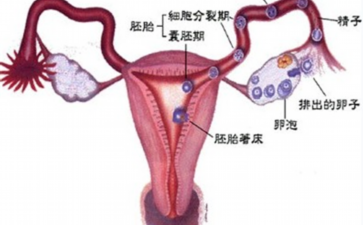 2026遗传优生指南：男方蚕豆病女方地贫，如何通过辅助生殖规避遗传风险？